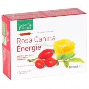 Rosa canina énergie BIO